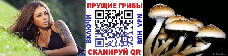 где купить   Ефремов  darknet телеграм  Галлюциногенные грибы Magic Shrooms 