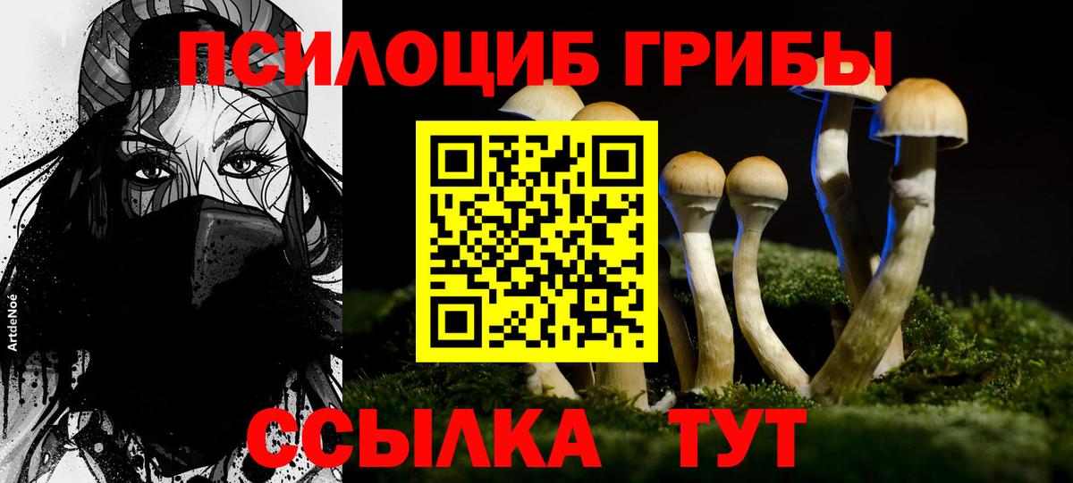 Ефремов  Галлюциногенные грибы Psilocybine cubensis  Вход с VPN 